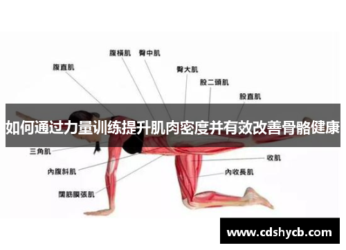 如何通过力量训练提升肌肉密度并有效改善骨骼健康